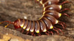 Attēlu rezultāti vaicājumam “Myriapoda”