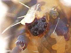 Attēlu rezultāti vaicājumam “Ptenothrix sp.”