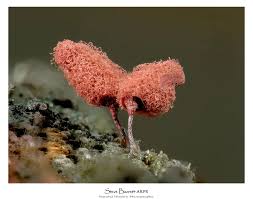 Attēlu rezultāti vaicājumam “Stemonitopsis hyperopta spores”