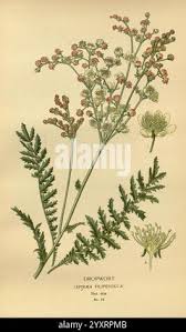 Attēlu rezultāti vaicājumam “Filipendula vulgaris bud”