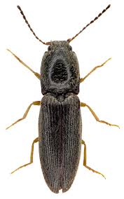 Attēlu rezultāti vaicājumam “Athous sp.”