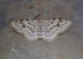 Attēlu rezultāti vaicājumam “Hydrelia sylvata”