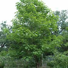 Attēlu rezultāti vaicājumam “Catalpa”