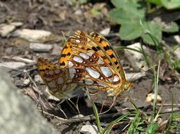 Attēlu rezultāti vaicājumam “Issoria lathonia upperside”