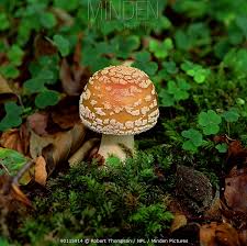 Attēlu rezultāti vaicājumam “Amanita pantherina”