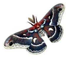 Attēlu rezultāti vaicājumam “Saturniidae”