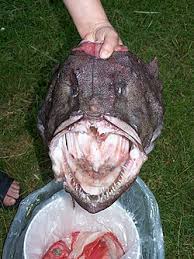 Image result for Lophius americanus