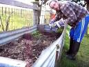 blueberries planting and growing GS Seed