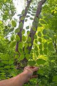 Attēlu rezultāti vaicājumam “Gymnocladus dioicus bud”