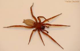 Attēlu rezultāti vaicājumam “Gnaphosidae”