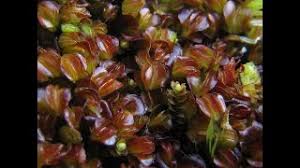 Attēlu rezultāti vaicājumam “Rhytidiadelphus subpinnatus”