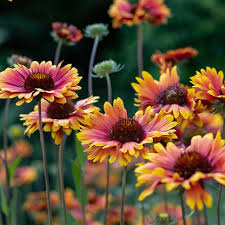 Image result for Gaillardia pulchella