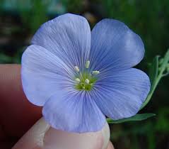 Image result for Linum usitatissimum