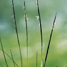 Attēlu rezultāti vaicājumam “Nardus stricta”