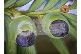 Attēlu rezultāti vaicājumam “Taxus baccata bud”