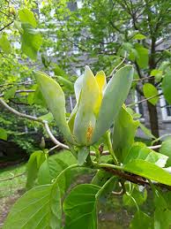 Attēlu rezultāti vaicājumam “Magnolia acuminata flower”