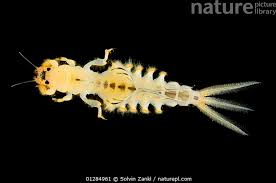 Attēlu rezultāti vaicājumam “Hadula trifolii larva”