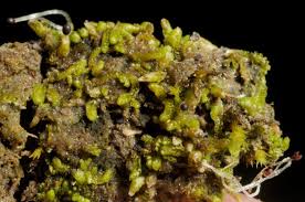 Attēlu rezultāti vaicājumam “Isopaches bicrenatus”