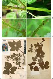 Attēlu rezultāti vaicājumam “Rubus nessensis”