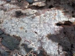 Attēlu rezultāti vaicājumam “Radulomyces confluens”