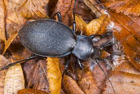 Attēlu rezultāti vaicājumam “Carabus coriaceus”