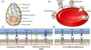 Attēlu rezultāti vaicājumam “Enteridium variabile plasmodium”