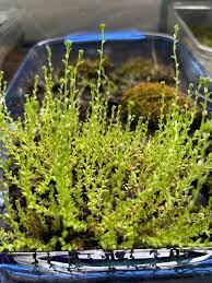 Attēlu rezultāti vaicājumam “Campylium protensum sporophyte”