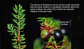 Attēlu rezultāti vaicājumam “Empetrum nigrum leaf”