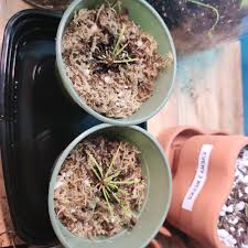 Attēlu rezultāti vaicājumam “Drosera x obovata leaf”