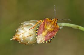 Attēlu rezultāti vaicājumam “Carpocoris purpureipennis”