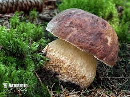 Attēlu rezultāti vaicājumam “Boletus pinophilus”