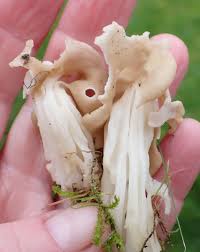 Attēlu rezultāti vaicājumam “Helvella crispa”