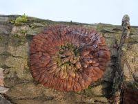 Attēlu rezultāti vaicājumam “Hypocreopsis lichenoides”