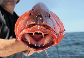 Image result for Lutjanus alexandrei