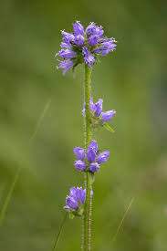 Attēlu rezultāti vaicājumam “Campanula cervicaria flower”