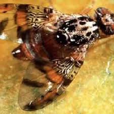 Attēlu rezultāti vaicājumam “Tephritidae”