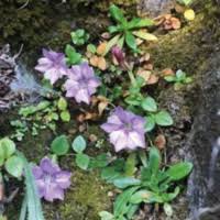 Attēlu rezultāti vaicājumam “Gentianaceae”