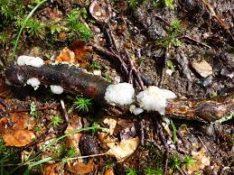 Attēlu rezultāti vaicājumam “Myxarium nucleatum”