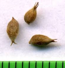 Attēlu rezultāti vaicājumam “Carex lasiocarpa fruit”