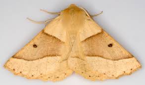 Attēlu rezultāti vaicājumam “Crocallis elinguaria”