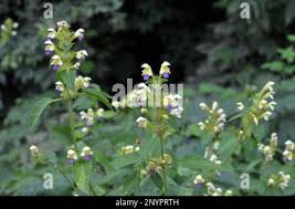 Attēlu rezultāti vaicājumam “Galeopsis speciosa leaf”