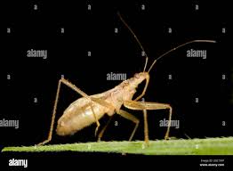 Attēlu rezultāti vaicājumam “Nabis limbatus”