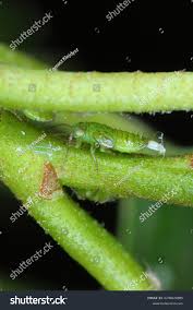 Attēlu rezultāti vaicājumam “Psylla alni”