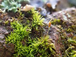 Attēlu rezultāti vaicājumam “Weissia brachycarpa”