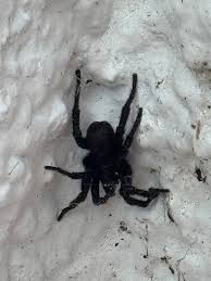 Attēlu rezultāti vaicājumam “Scapania mucronata macro”