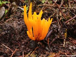 Attēlu rezultāti vaicājumam “Calocera pallidospathulata”