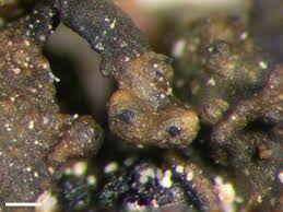 Attēlu rezultāti vaicājumam “Plectocarpon lichenum”