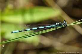 Attēlu rezultāti vaicājumam “Coenagrion hastulatum”