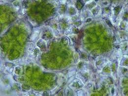 Attēlu rezultāti vaicājumam “Jungermannia hyalina cells”