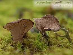 Attēlu rezultāti vaicājumam “Arrhenia spatulata”